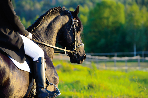 Black Friesian horse in the sunset with rider